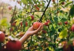apple picking